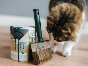 5 Maintenance Tips for Pet-Friendly Vinyl Floors 5 Maintenance Tips for Pet-Friendly Vinyl Floors