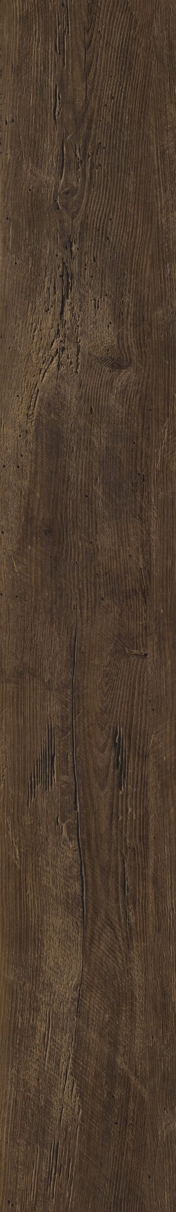 Duxbury Oak