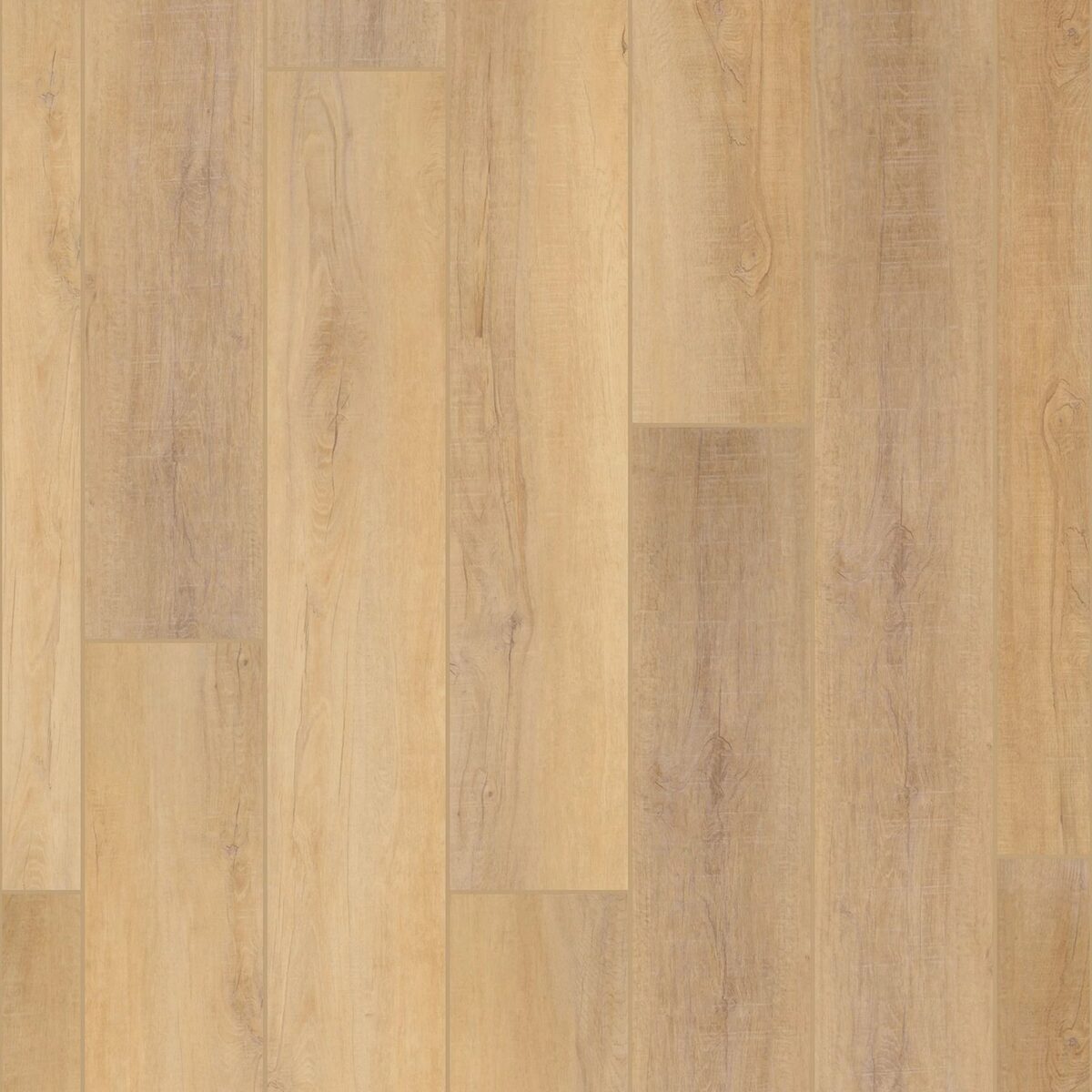 Canterbury Elm