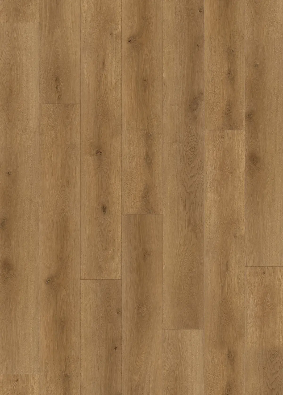 Canadian Standard Evion 9 -Ruvo