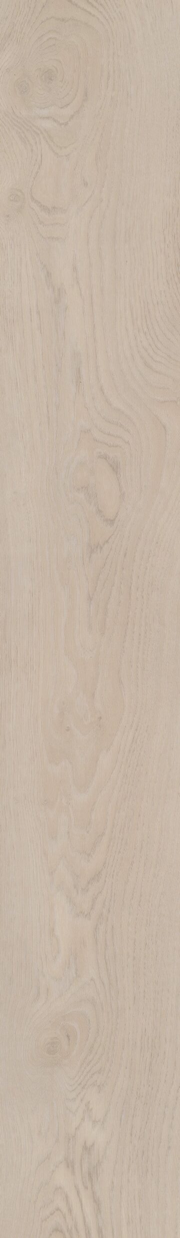 Mercer Oak