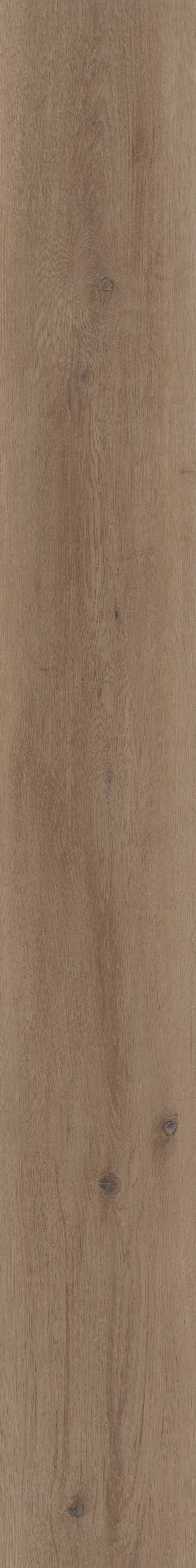 Parchment Oak