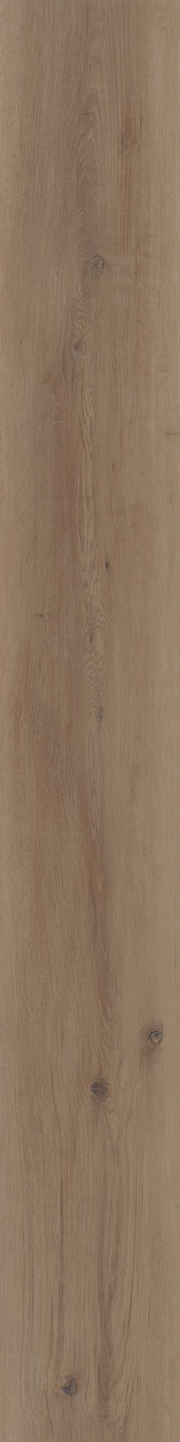 Parchment Oak