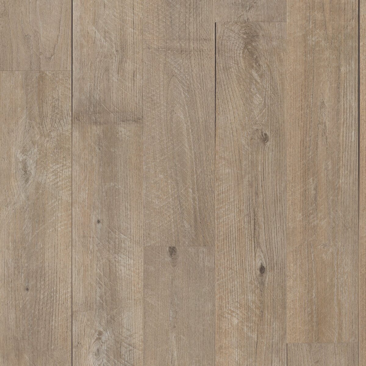 Sorrel Oak