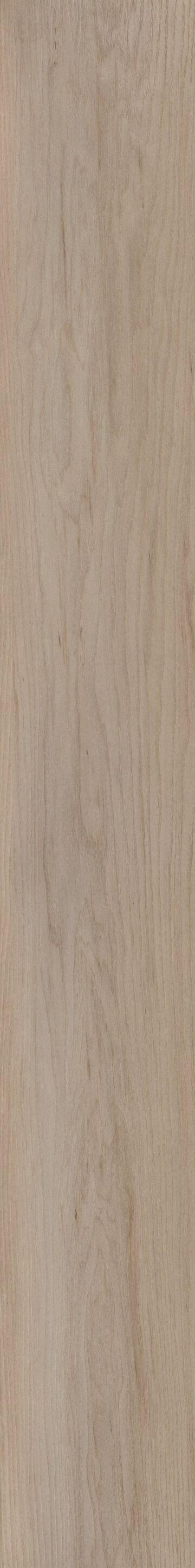 Coastal Dune Maple