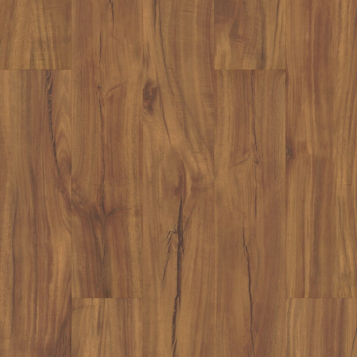 Gold Coast Acacia